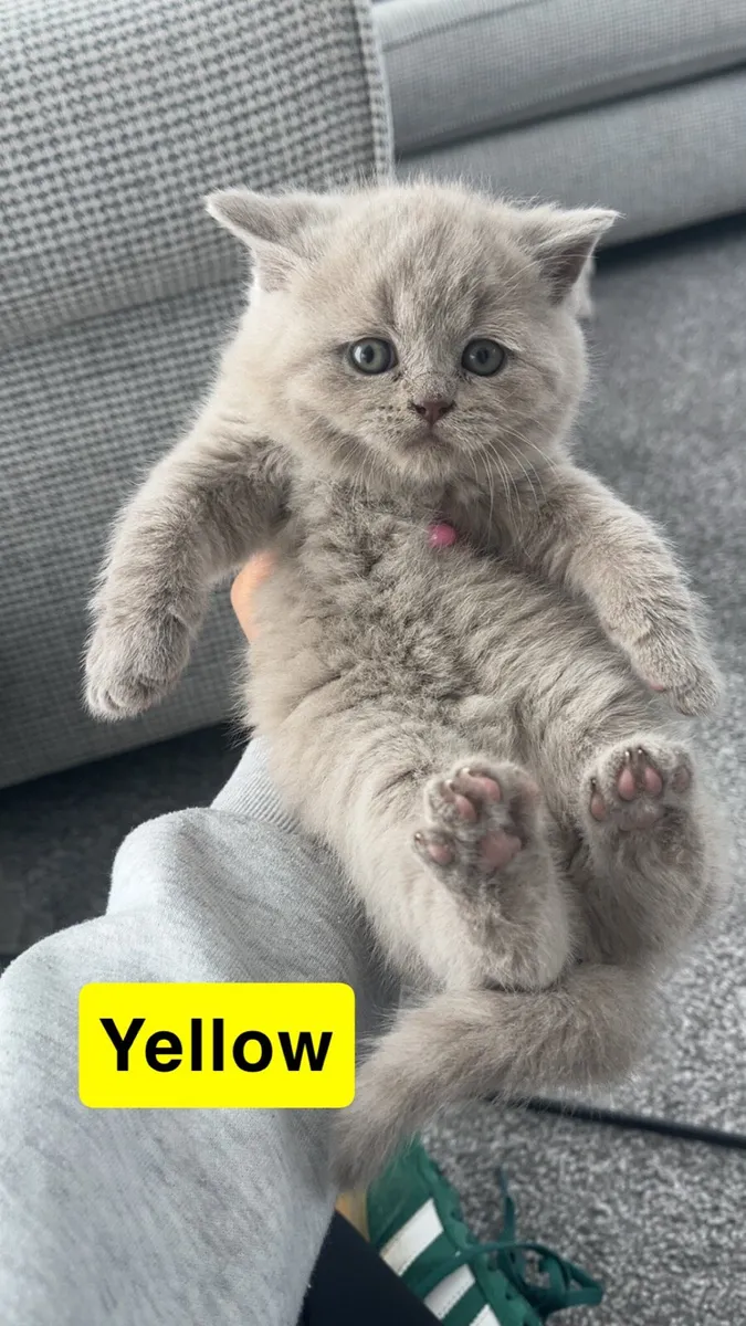British shorthair kittens - Image 2