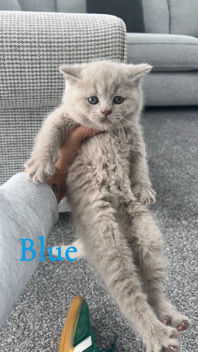 British shorthair kittens - Image 3