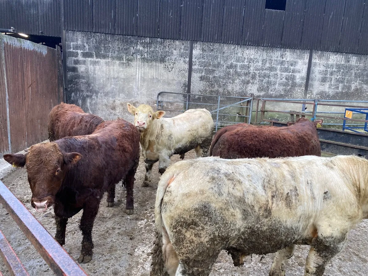 PB Salers Bulls - Image 4