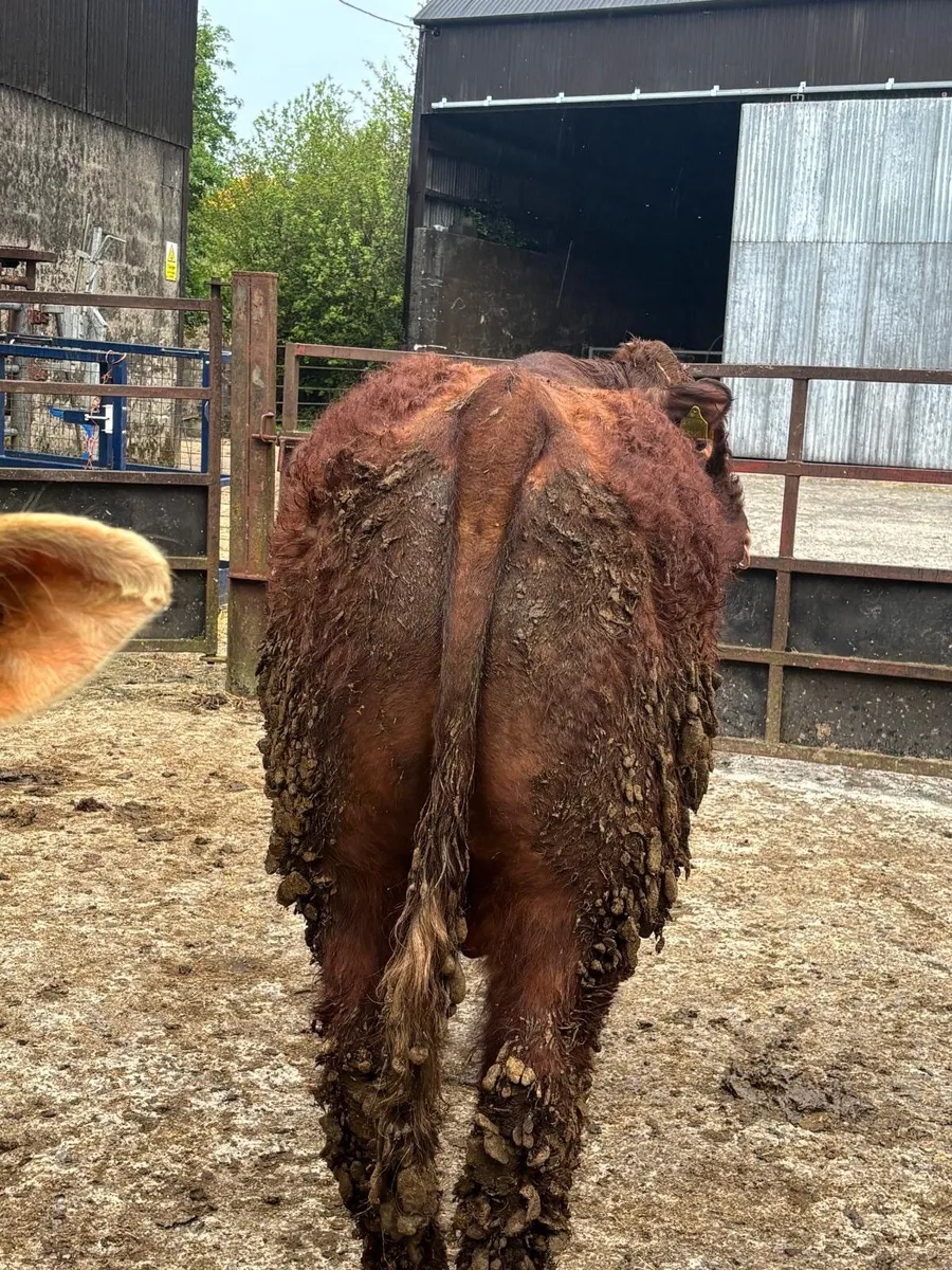 PB Salers Bulls - Image 2