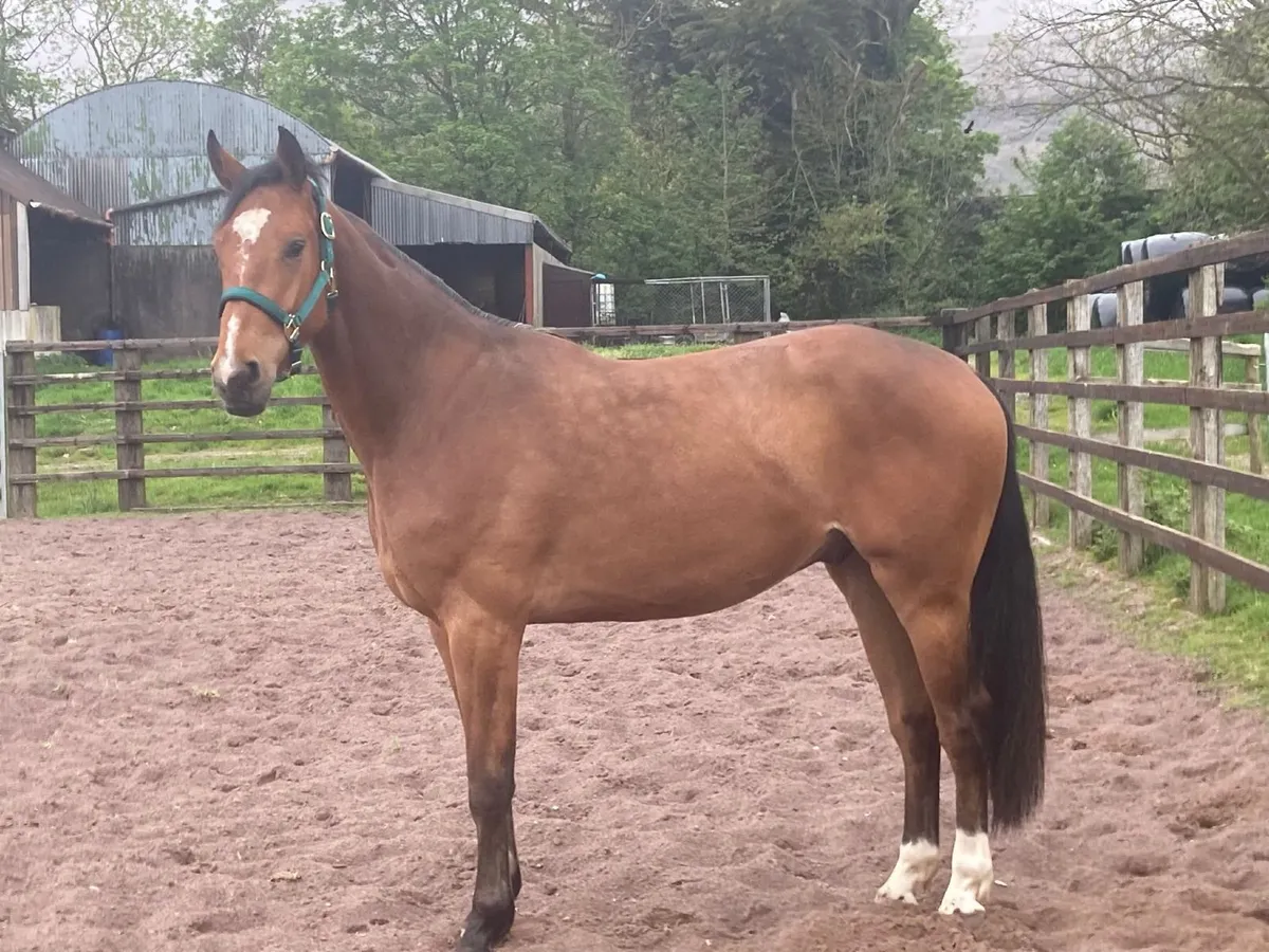 3 year old Gelding - Image 1