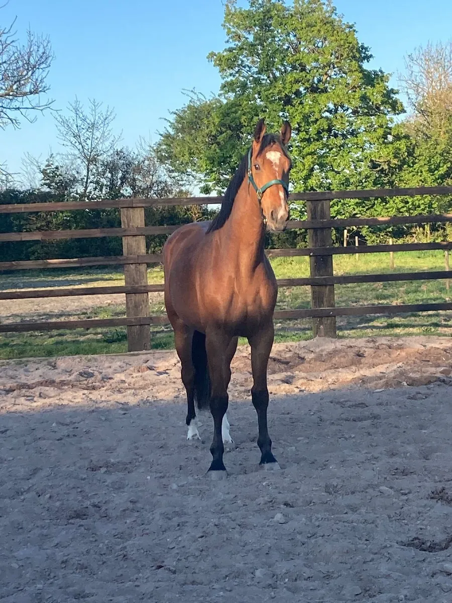 3 year old Gelding - Image 3