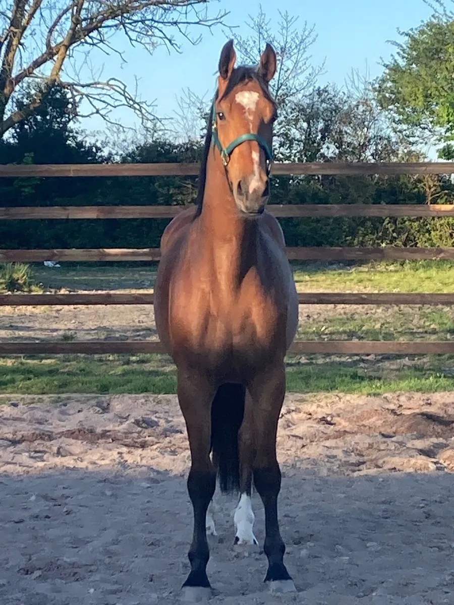 3 year old Gelding - Image 4