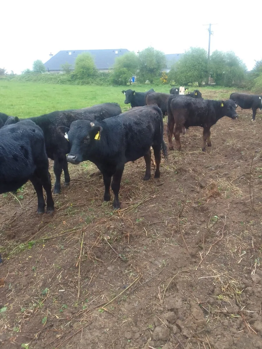 Beef Cattle - Image 2