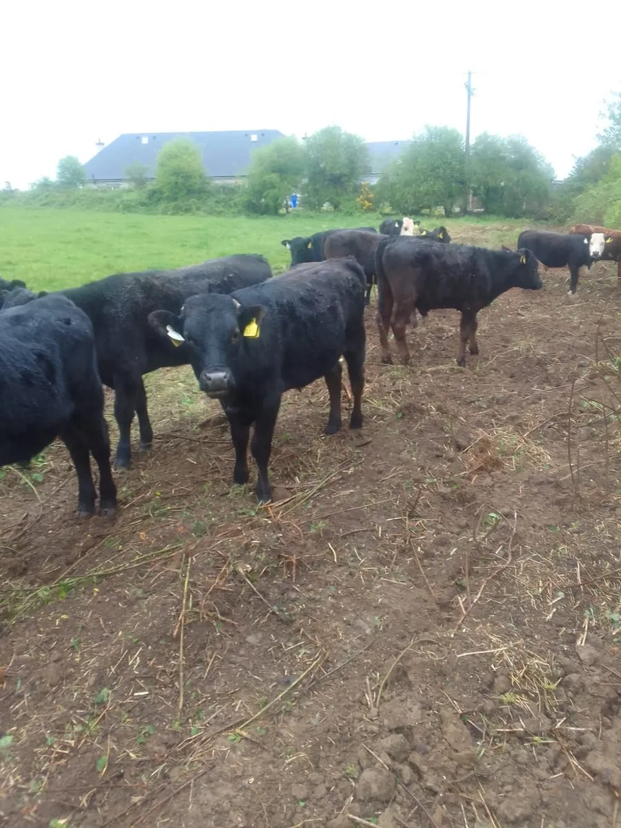 Beef Cattle - Image 1