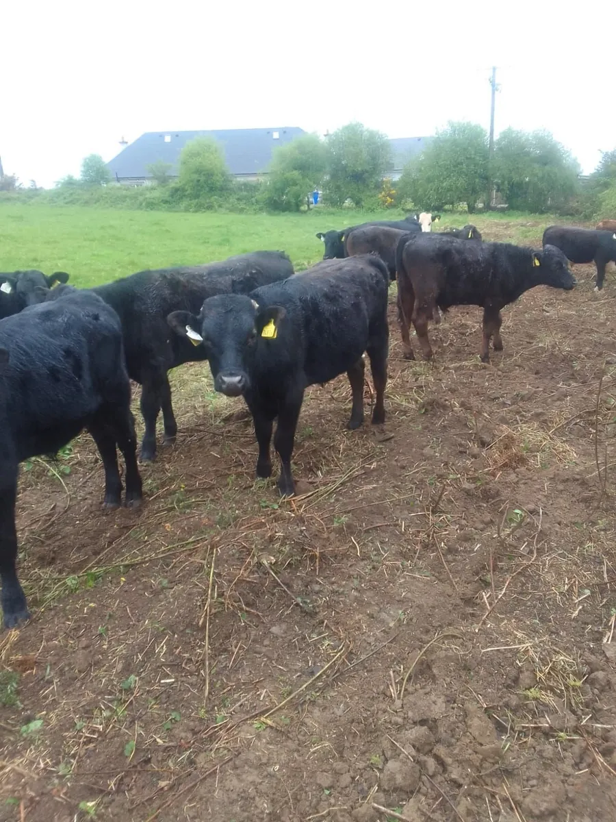 Beef Cattle - Image 4