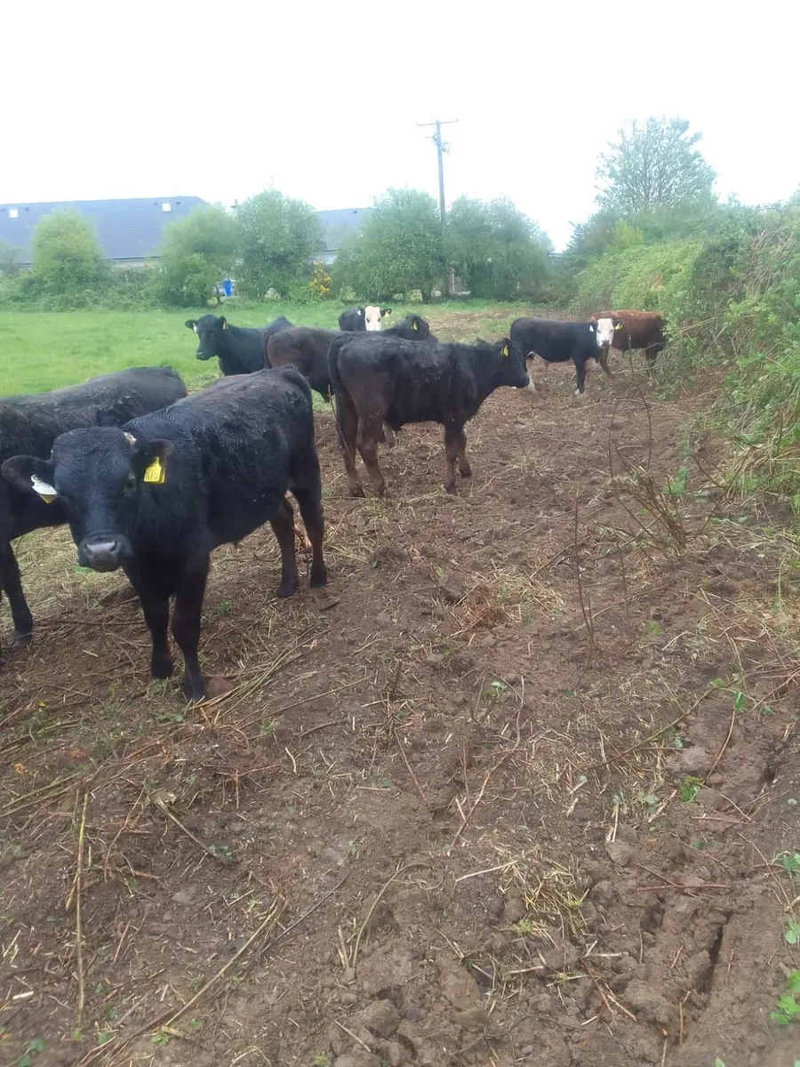 Beef Cattle - Image 3