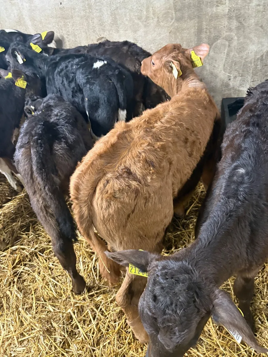 Calves Just off milk - Image 2