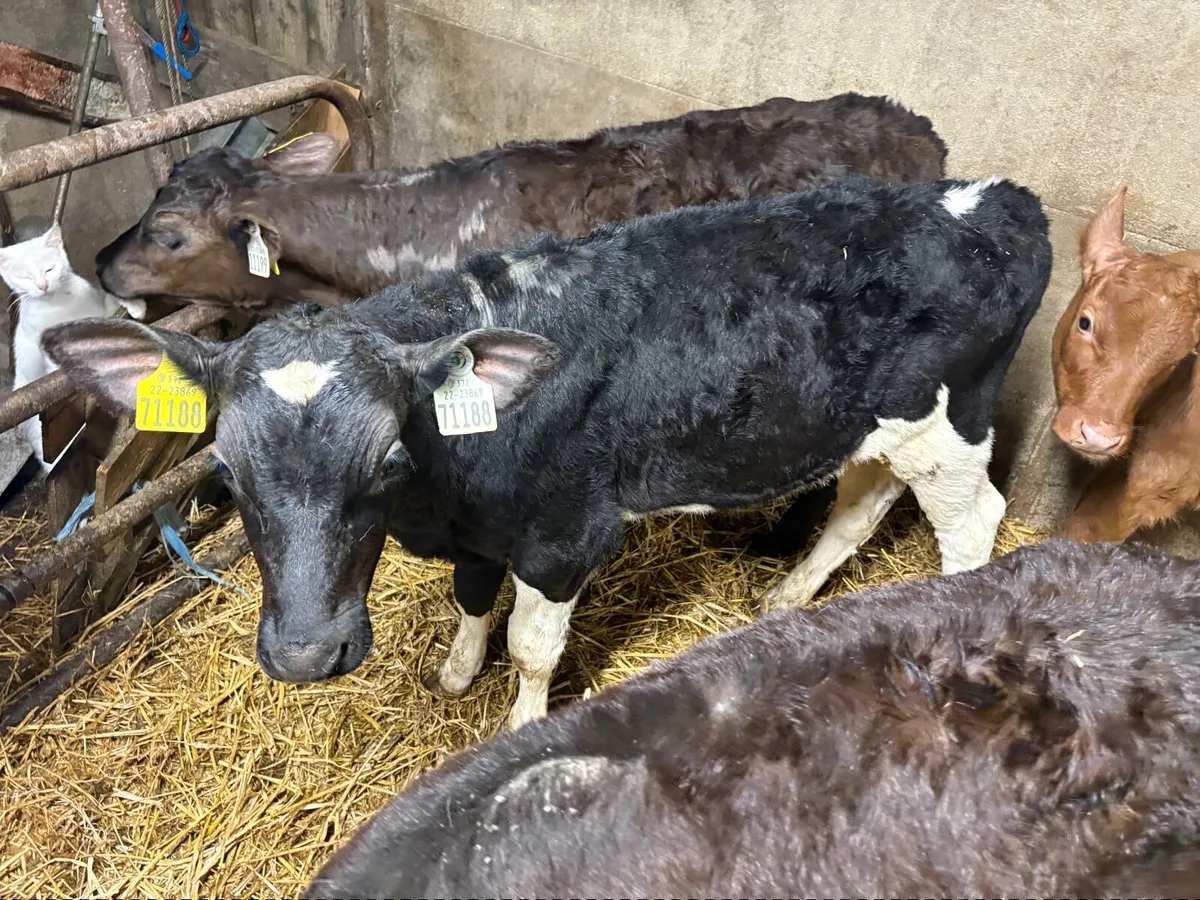 Calves Just off milk - Image 4