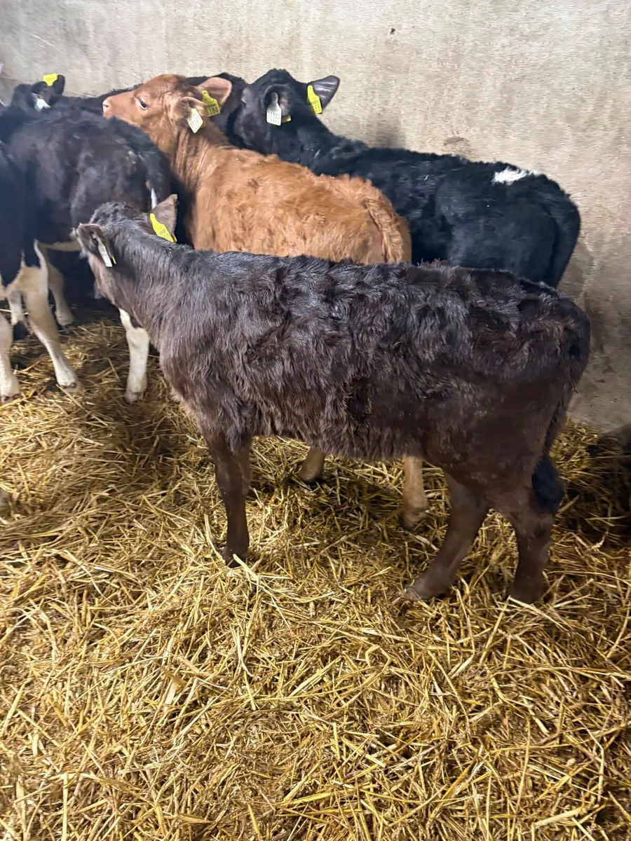 Calves Just off milk - Image 3