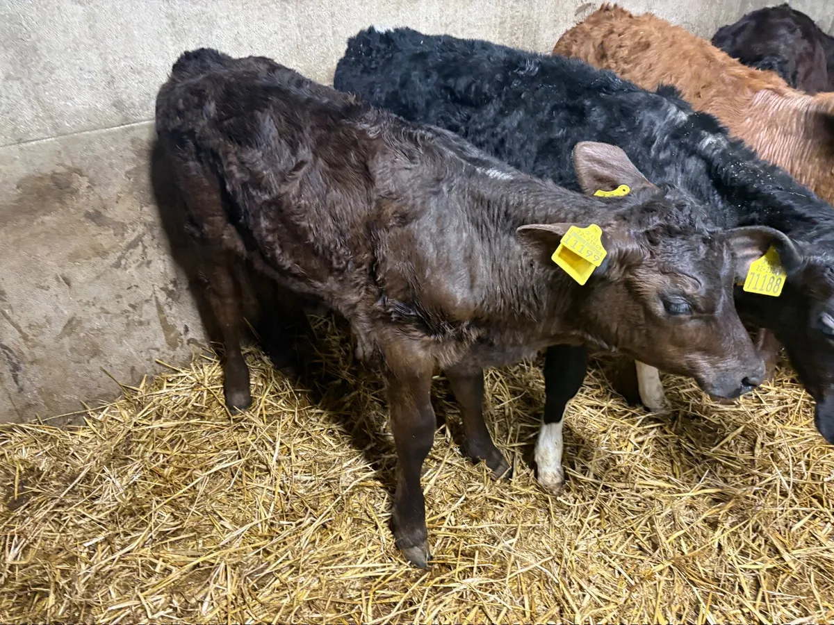 Calves Just off milk - Image 1