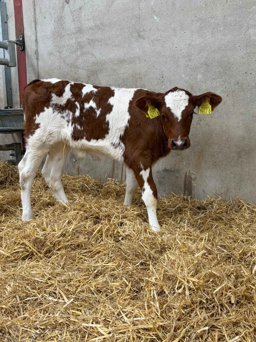 Red Roan Heifer Calf