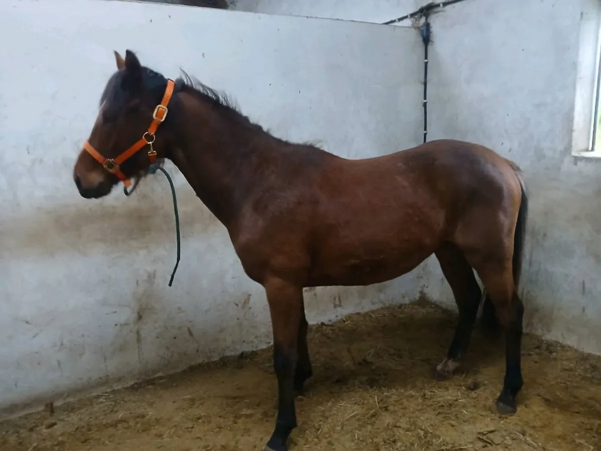 2yr old connemara X - Image 1