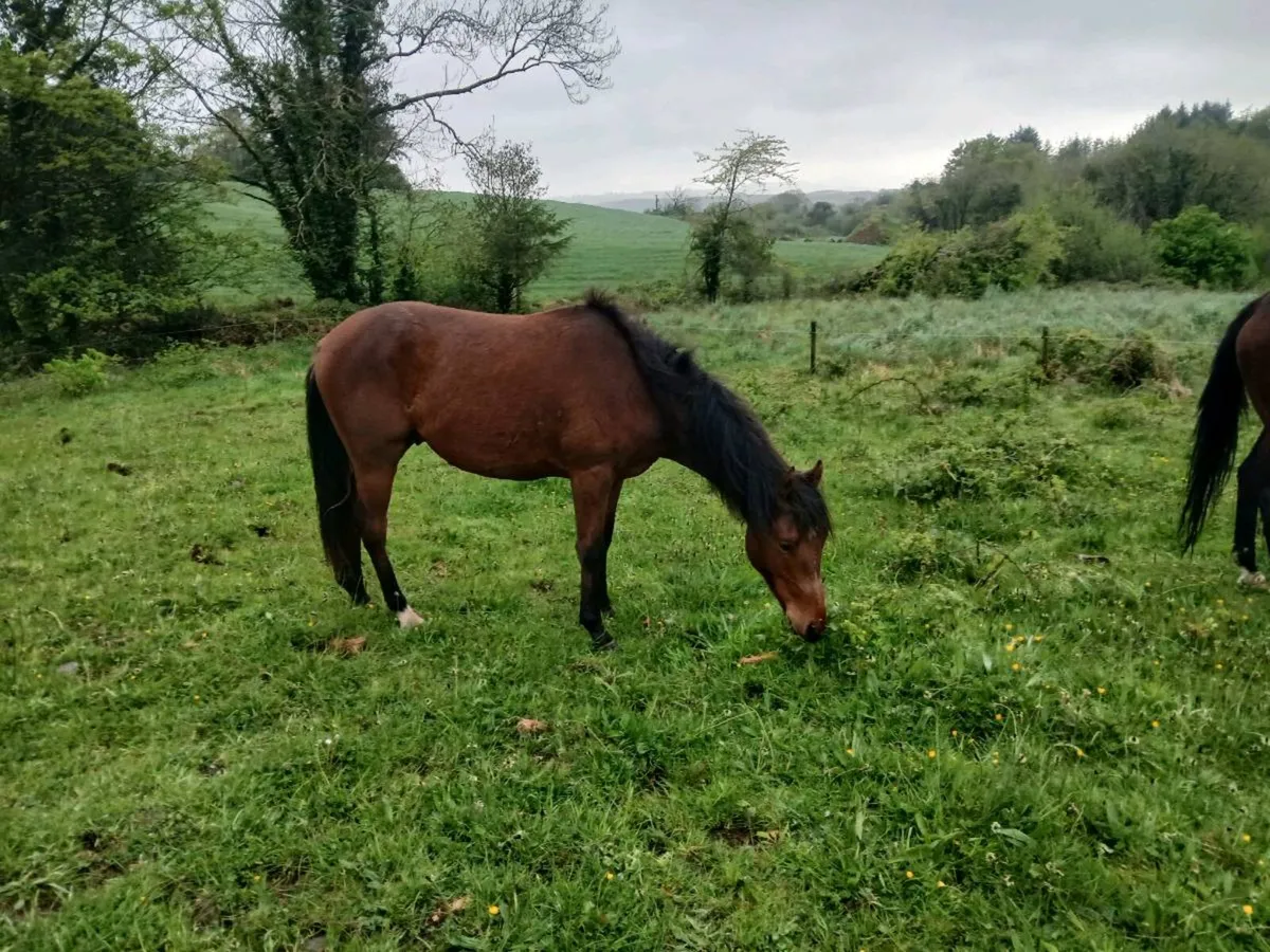 2yr old connemara X - Image 3