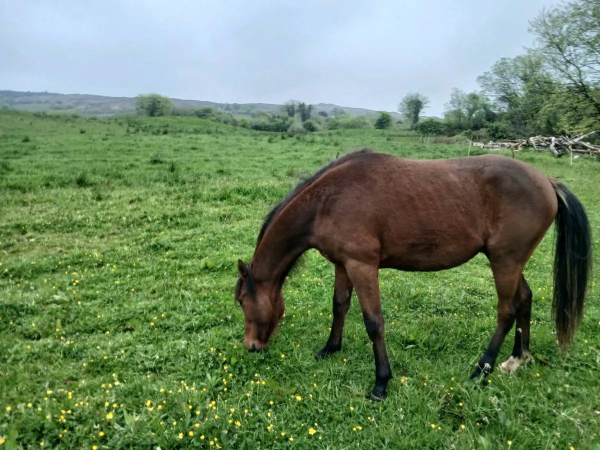 2yr old connemara X - Image 4