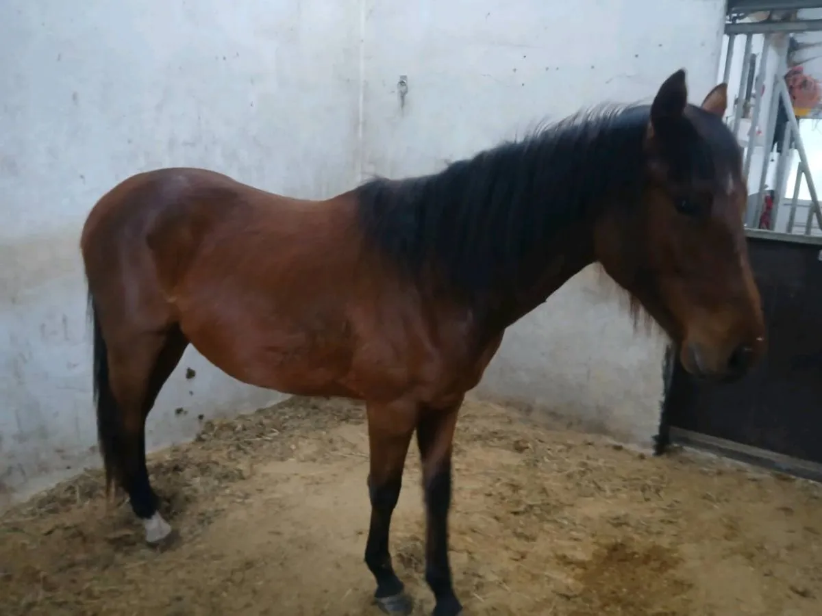 2yr old connemara X - Image 2