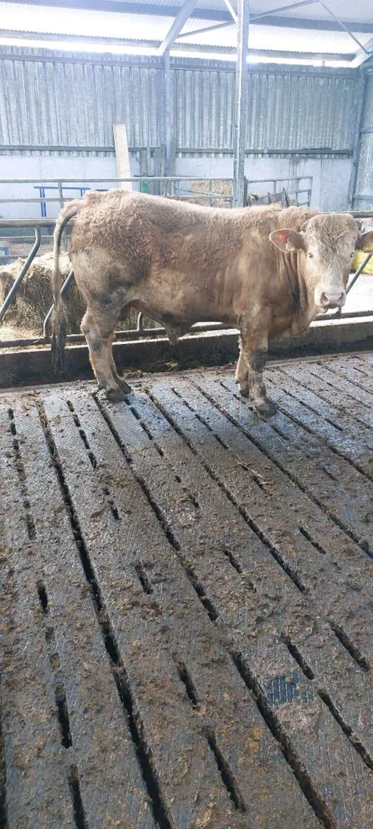 Vasectomised Bull - Image 3
