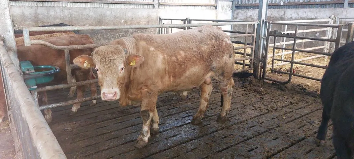 Vasectomised Bull - Image 1