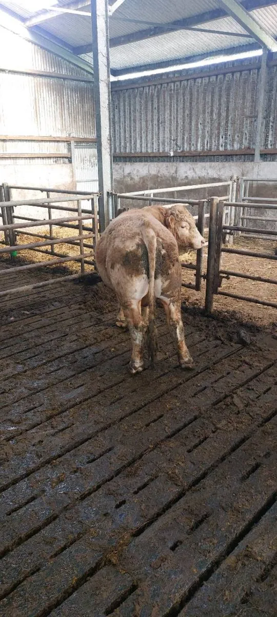 Vasectomised Bull - Image 2