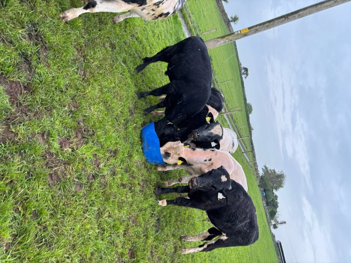 Weanling Bulls - Image 2