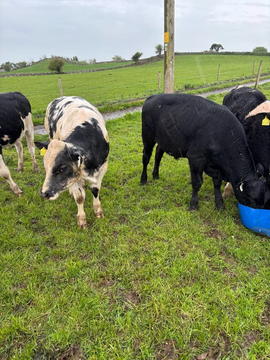 Weanling Bulls - Image 3