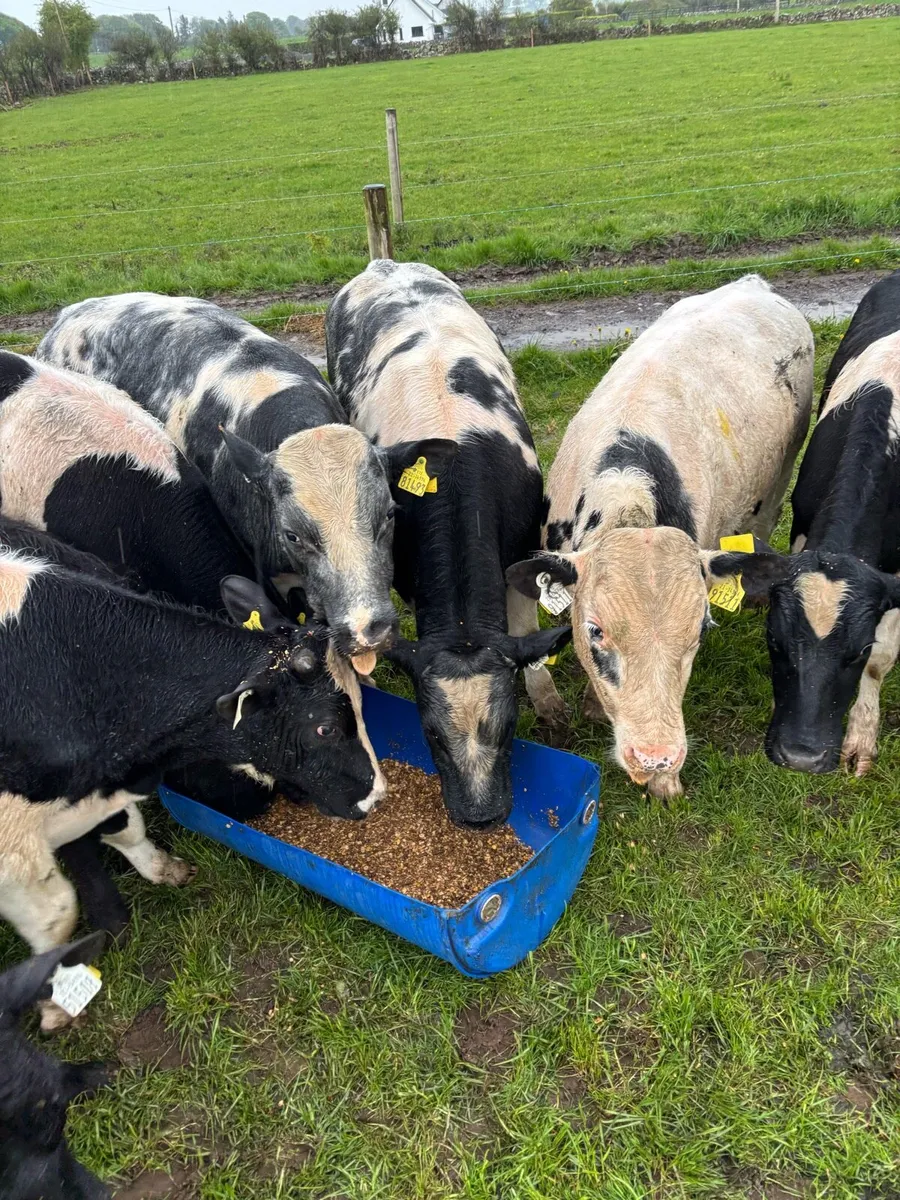 Weanling Bulls - Image 4