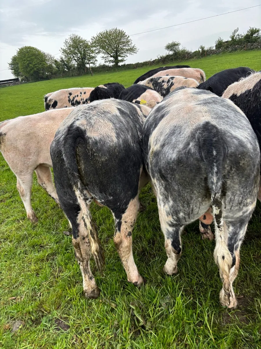 Weanling Bulls - Image 1