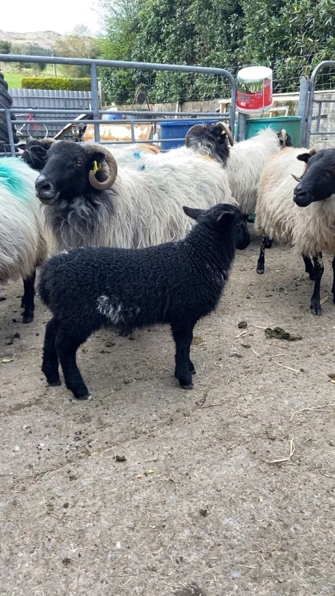 Sheep - Image 1