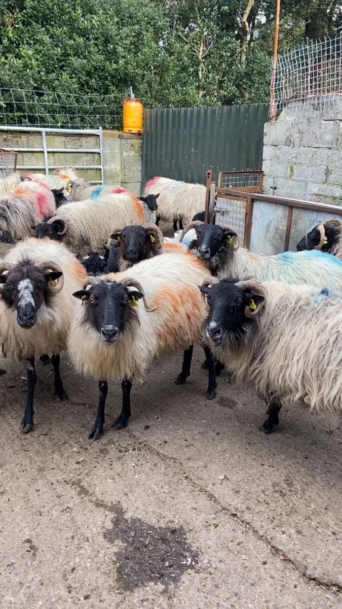 Sheep - Image 2