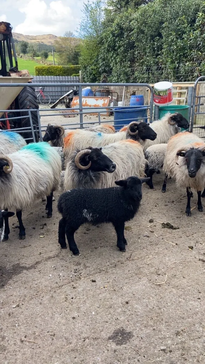 Sheep - Image 3
