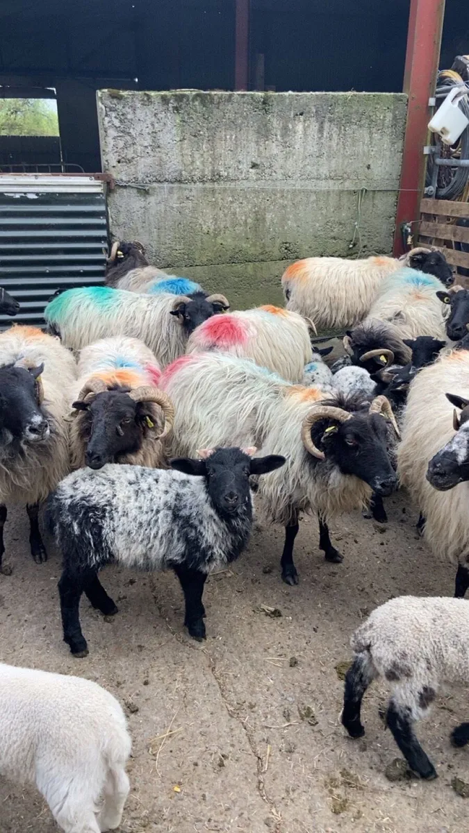 Sheep - Image 4