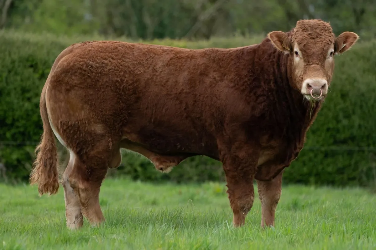 Limousin bull - Image 1