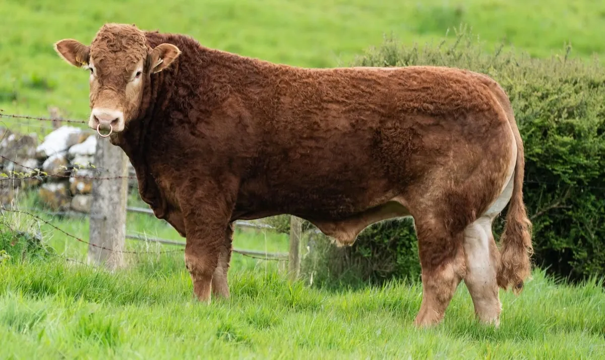 Limousin bull - Image 4