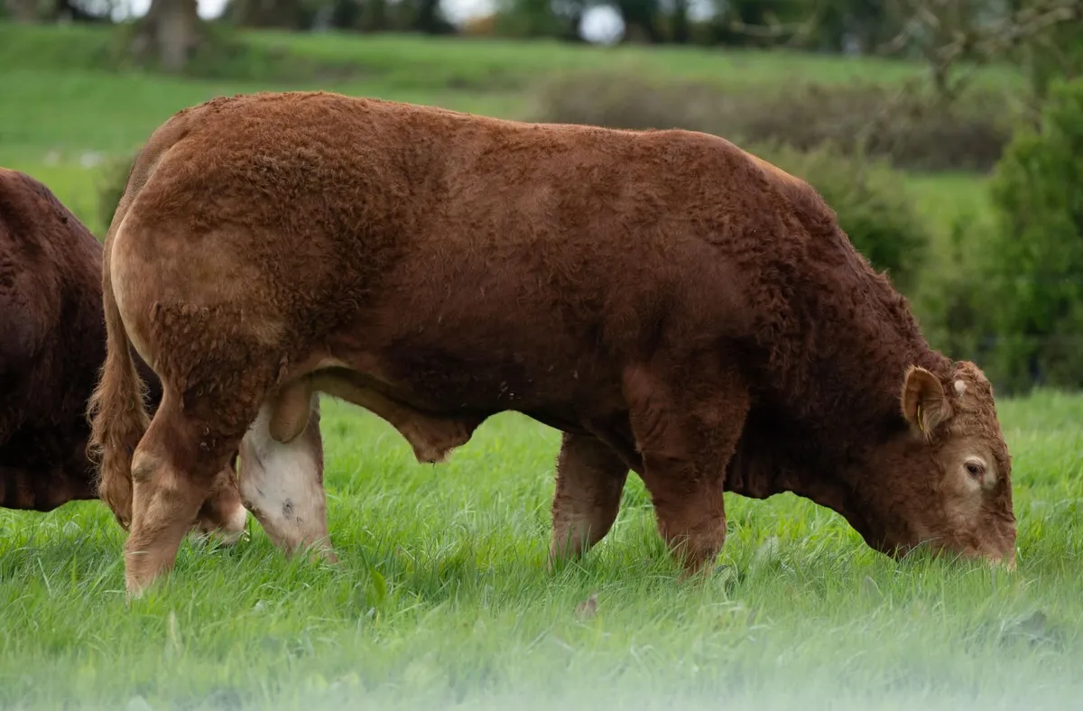 Limousin bull - Image 3