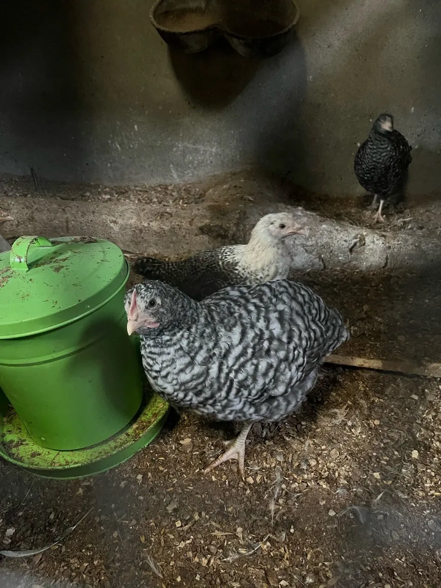 Cuckoo maran rooster - Image 3