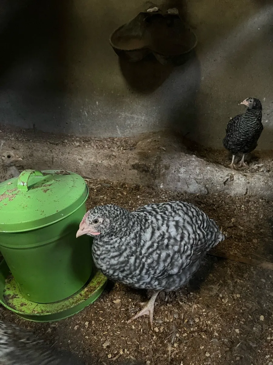 Cuckoo maran rooster - Image 1