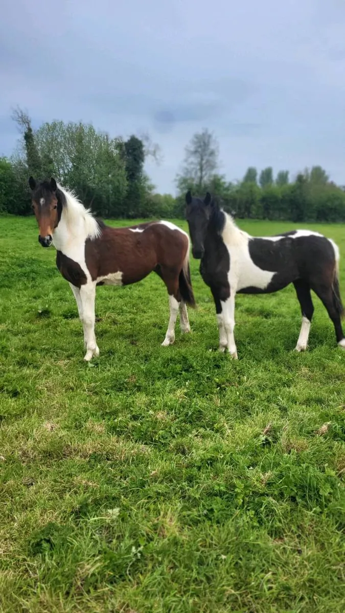 Friesian sport horse yearlings - Image 1