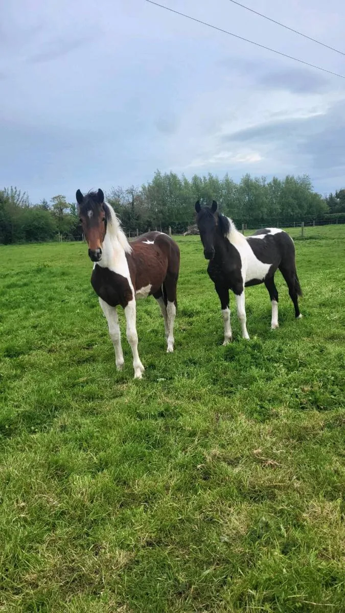 Friesian sport horse yearlings - Image 2
