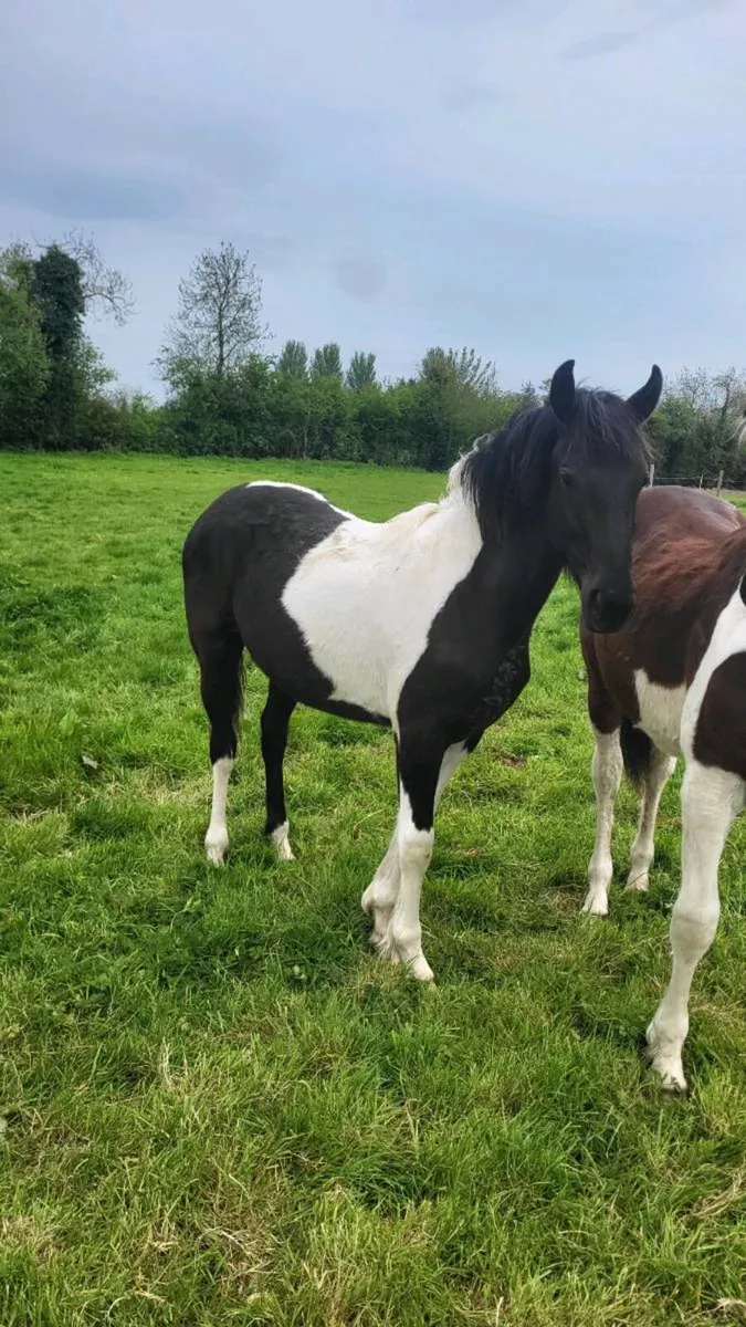 Friesian sport horse yearlings - Image 3