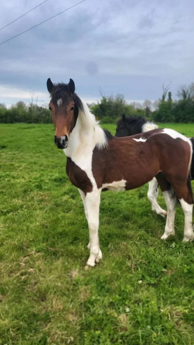 Friesian sport horse yearlings - Image 4