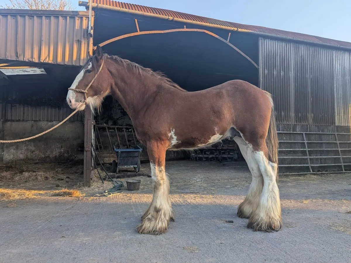 Clydesdale Colt - Image 1