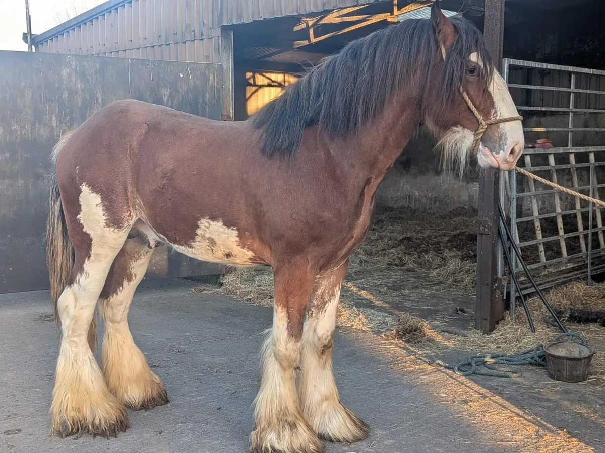 Clydesdale Colt - Image 2