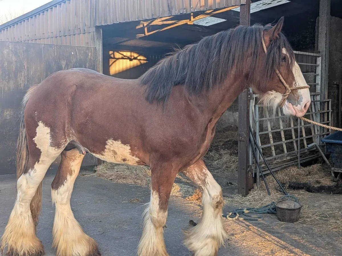 Clydesdale Colt - Image 3