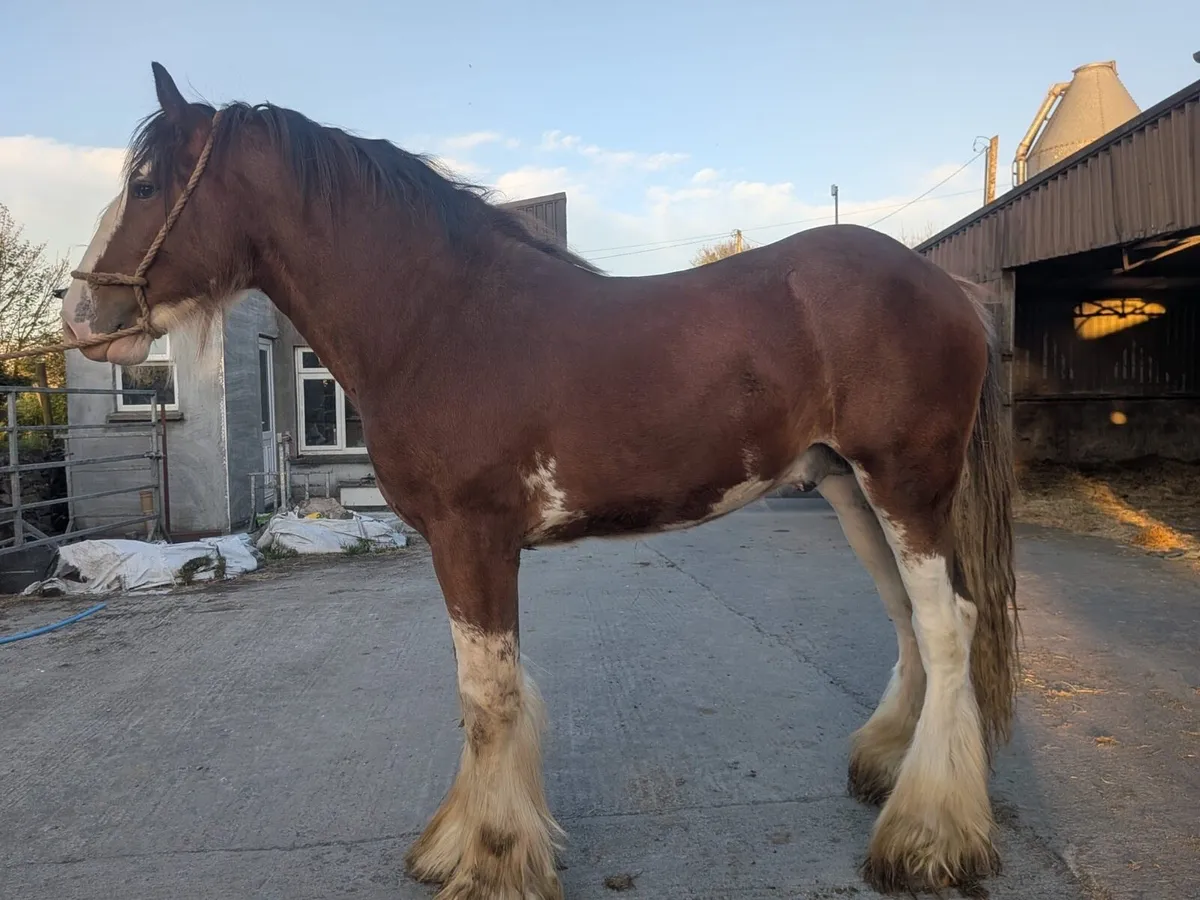 Clydesdale Colt - Image 4