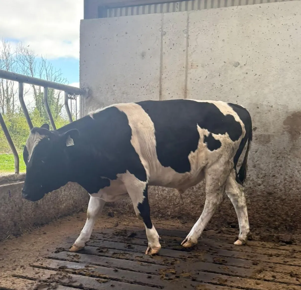 Grenan British Friesian sells Bulls - Image 2