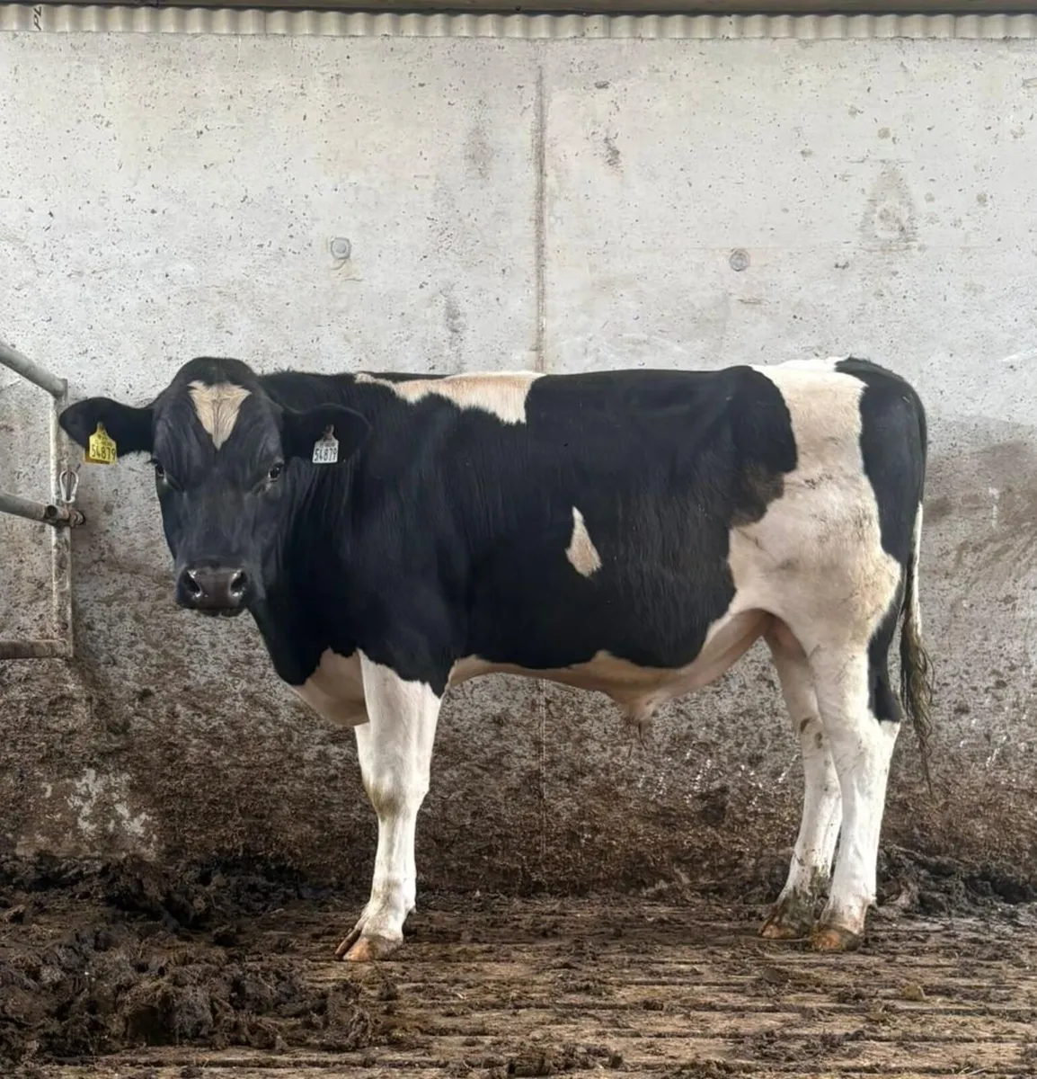 Grenan British Friesian sells Bulls - Image 3