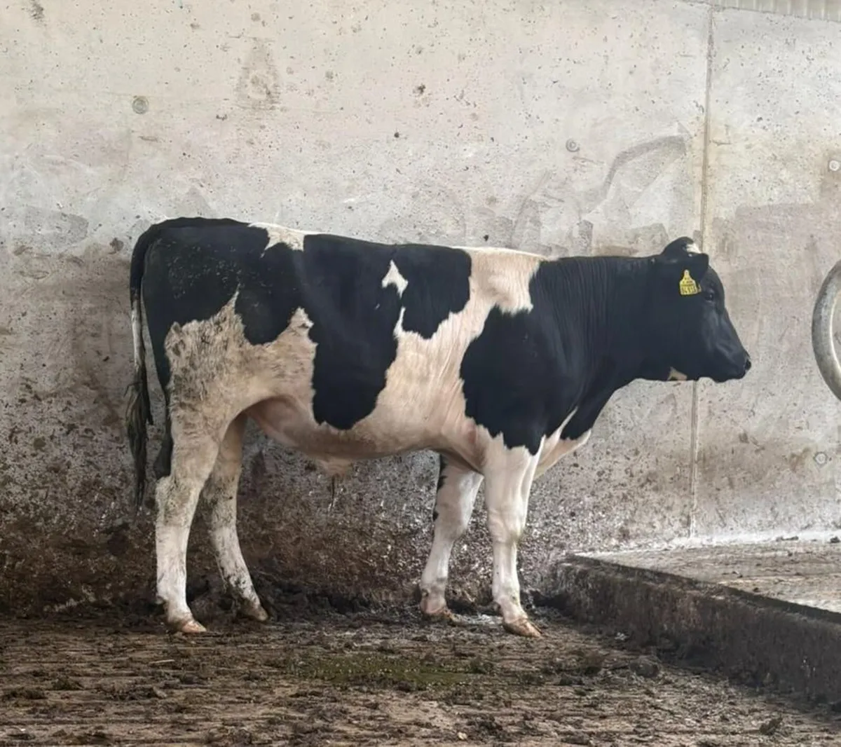 Grenan British Friesian sells Bulls - Image 1