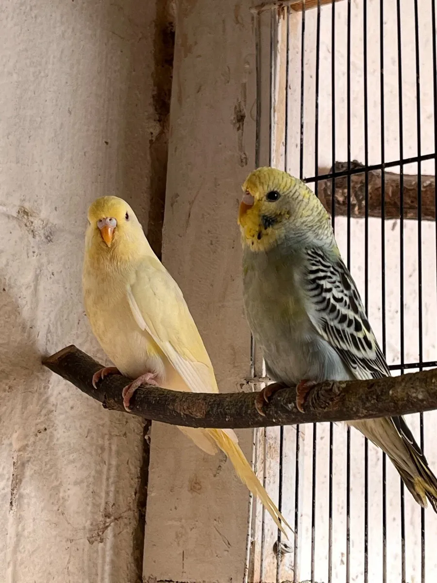 Budgies - Image 1