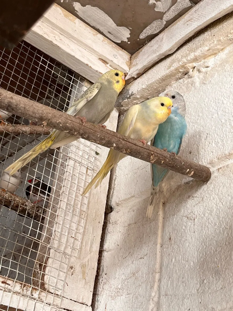Budgies - Image 2