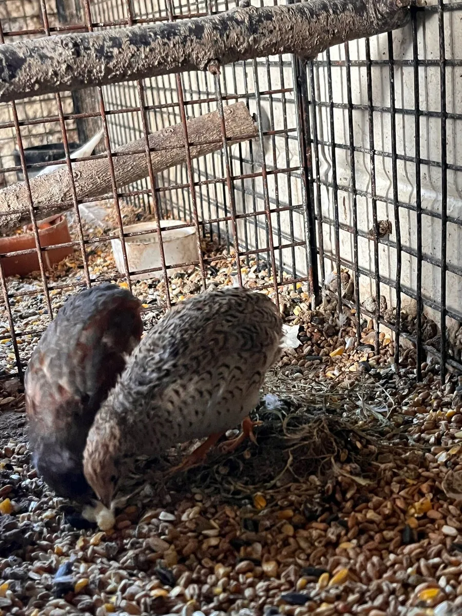 Budgies - Image 3